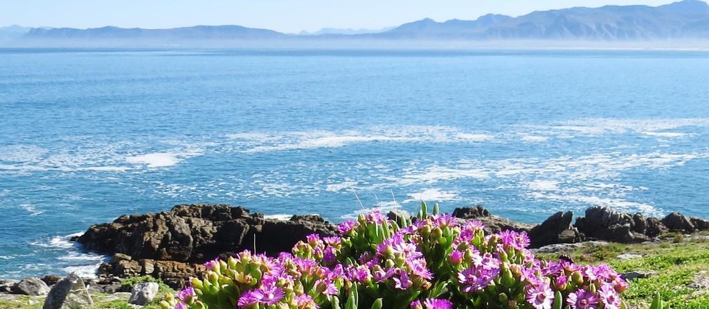 Kleinzee Oceanfront Guesthouse Gansbaai Exteriér fotografie